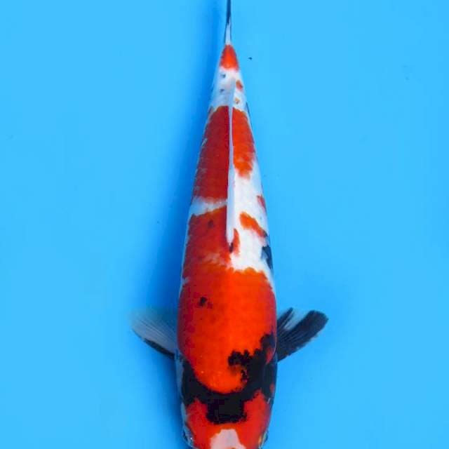 34cm , Showa Tategoi Jumbo