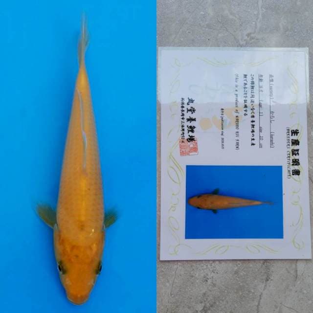 marudo karashi 15cm serty