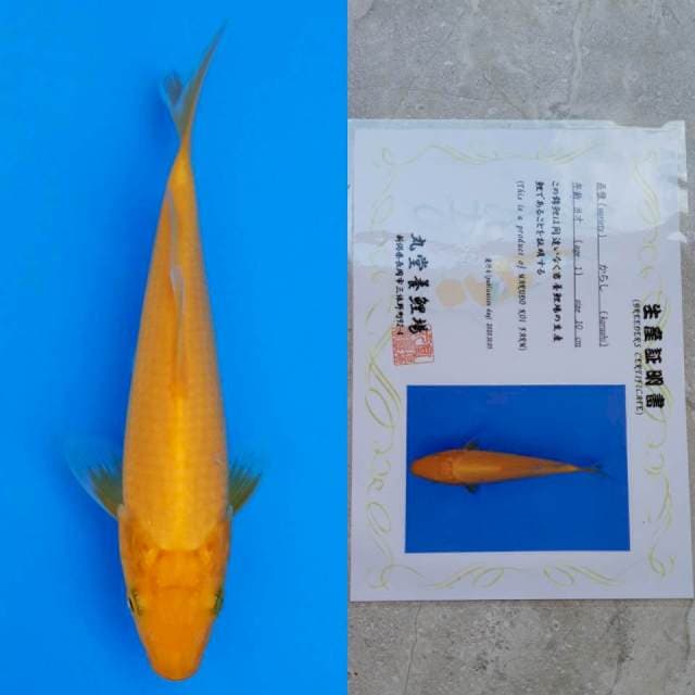 marudo karashi 17cm serty