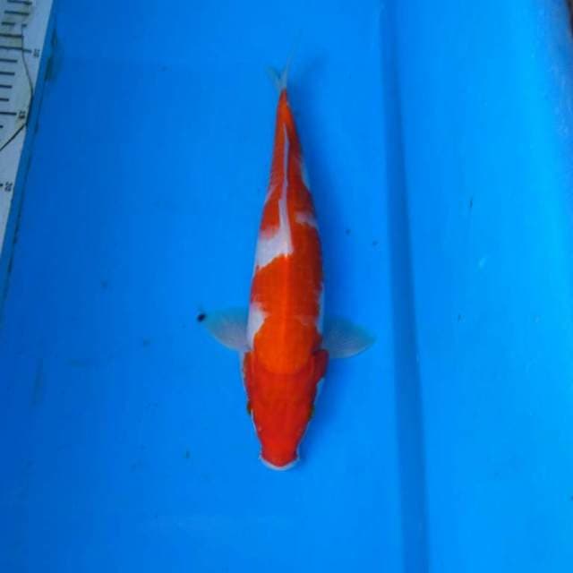 Kohaku jozz