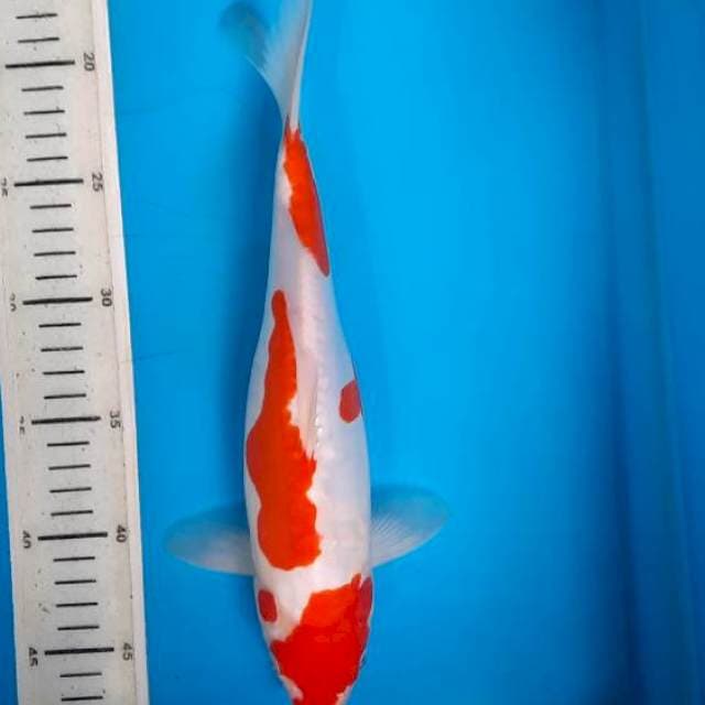 Kuhaku doit 30cm