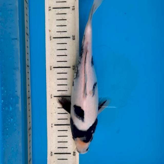 Shiro doit 26cm