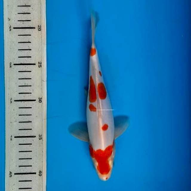 Kuhaku doit 23cm