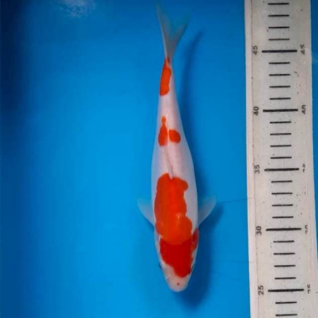 Kuhaku doit 22cm 