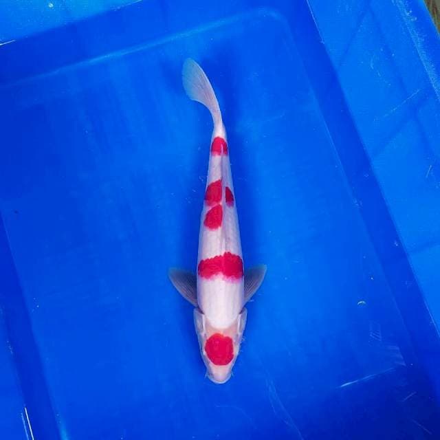 Maruten kohaku original 35cm