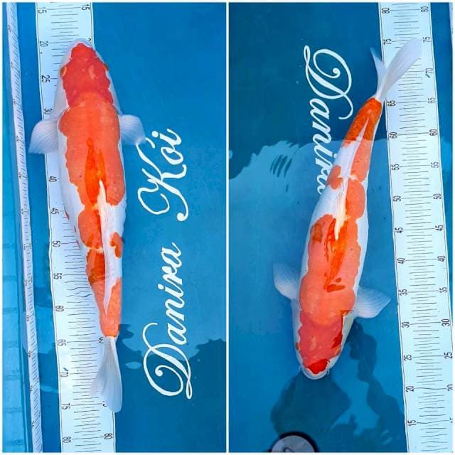 53cm, Kohaku Doit Bulky