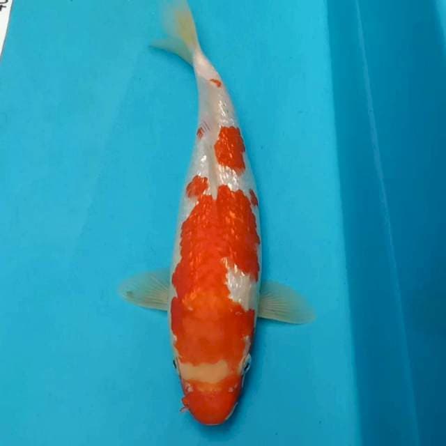Red Kohaku ginrin 28cm