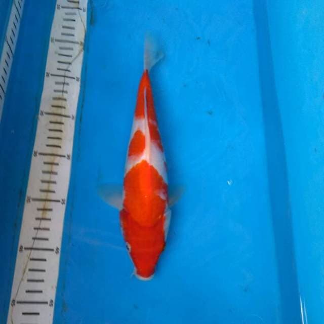 Kohaku jozz