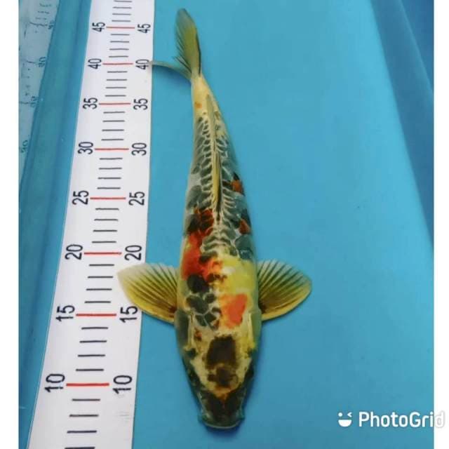 Kin showa doitsu 35cm