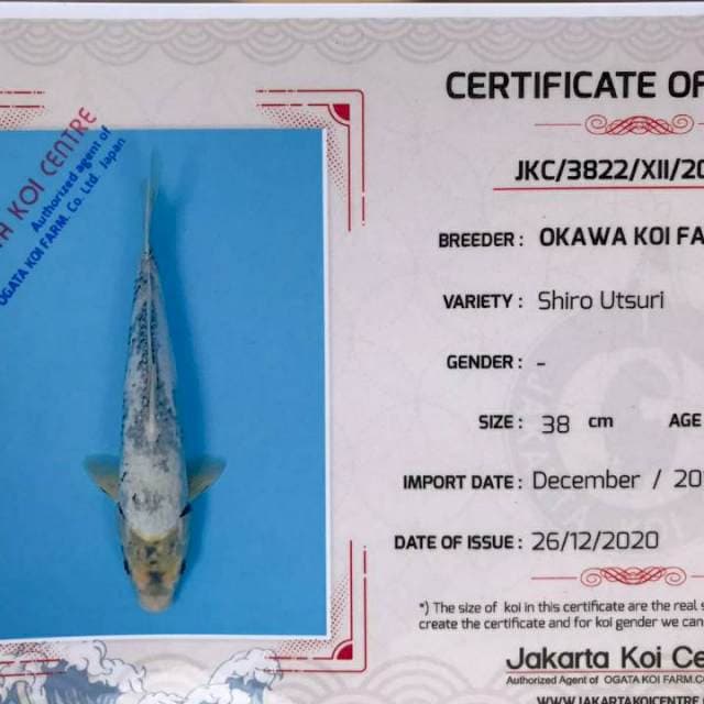 Shiro Okawa 40bu