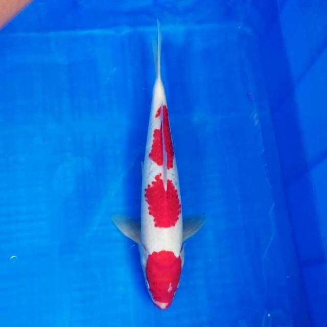Kohaku step3  male 35cm 