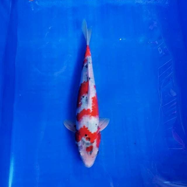 Antiq 30cm