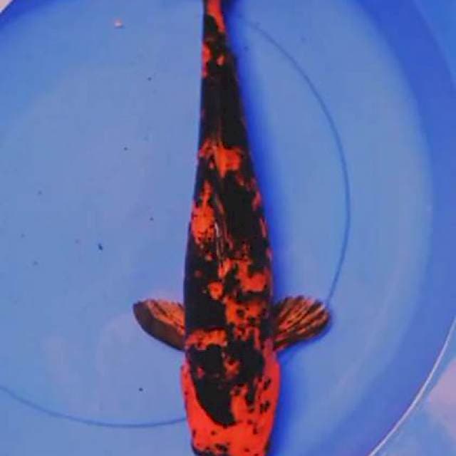 Jumbo 47 cm