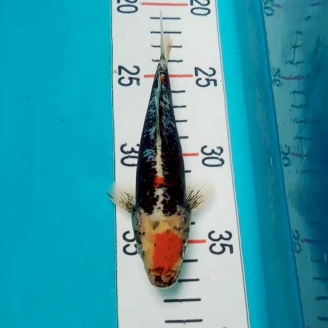 Tancho Beni kumonriyu 16cm 