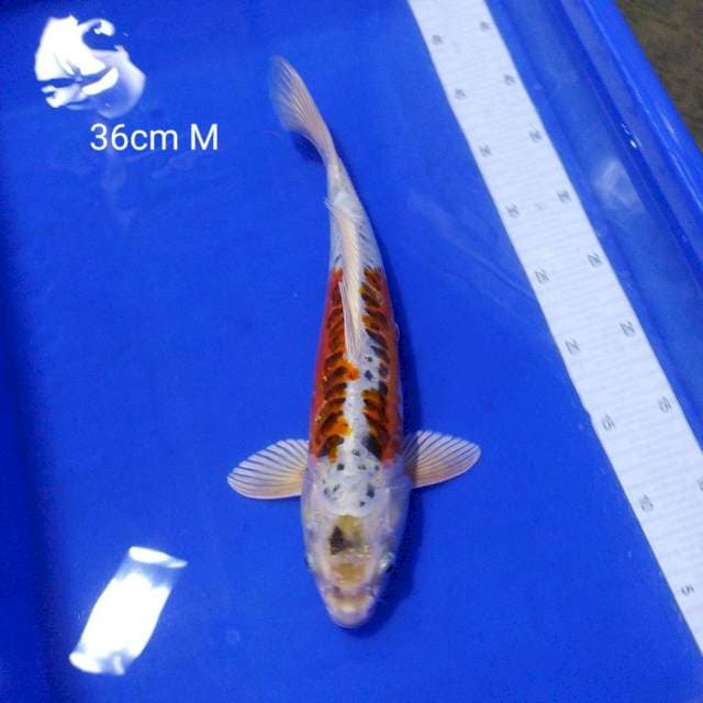 Kiko 36cm 