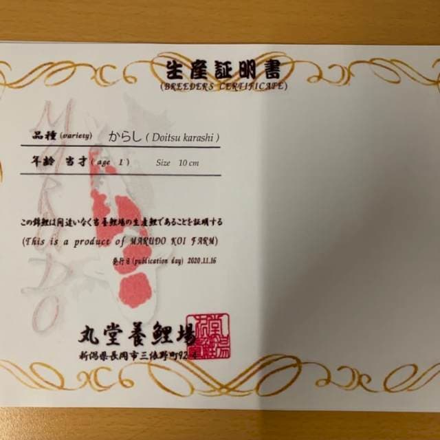 1 DOITSU RED KARASHI MARUDO