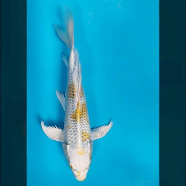 Kumpay hariwake 31cm