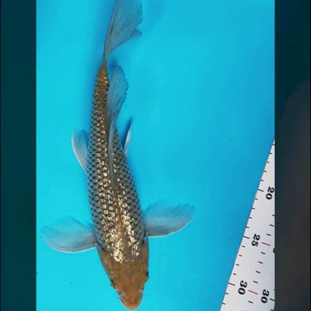 Kumpay silver ginrin 30cm