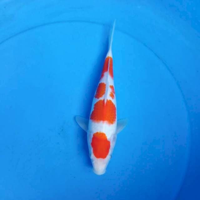 Original Kohaku