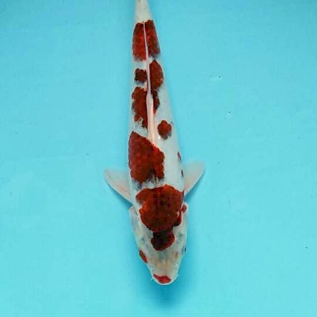 Goromo