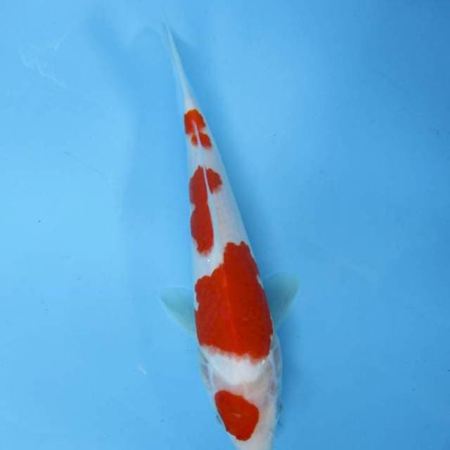 Kohaku maruten