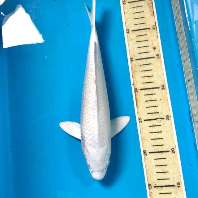 Platinum, male 29 cm
