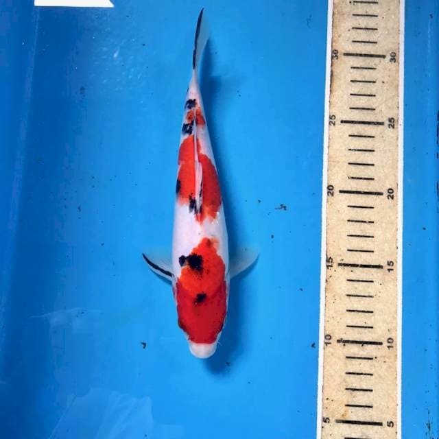 Sanke, 22 cm