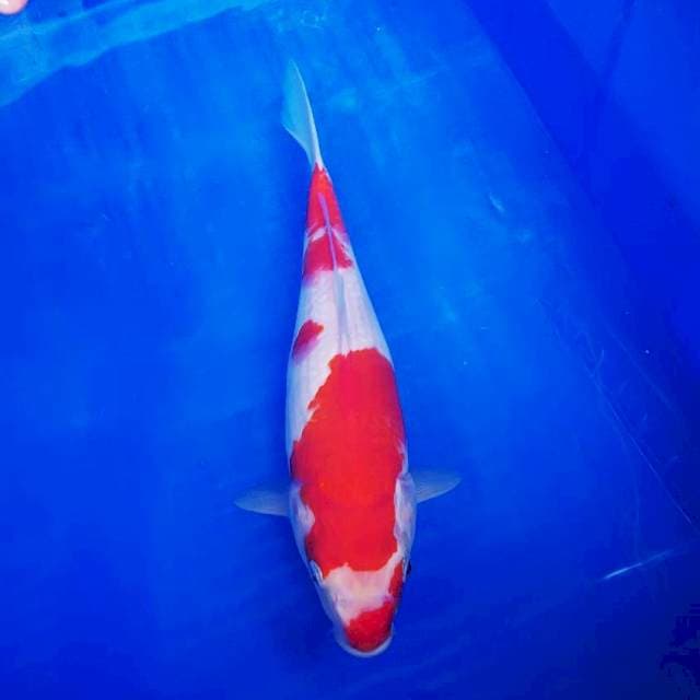 Kohaku 33cm
