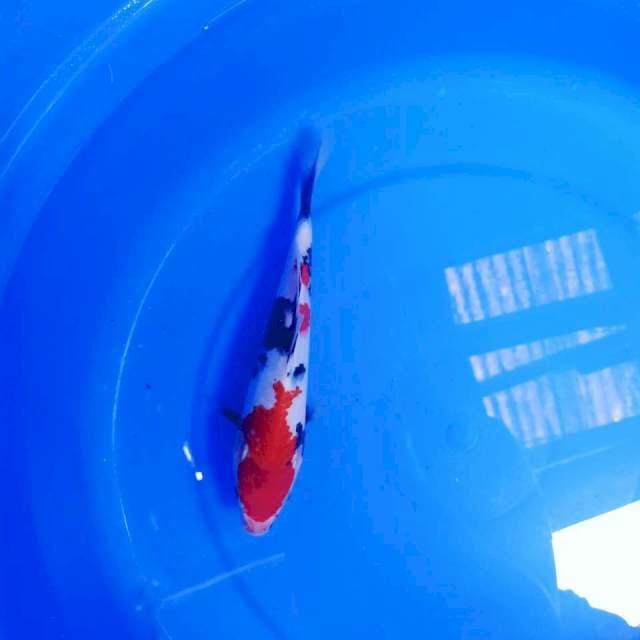 Showa 24 cm