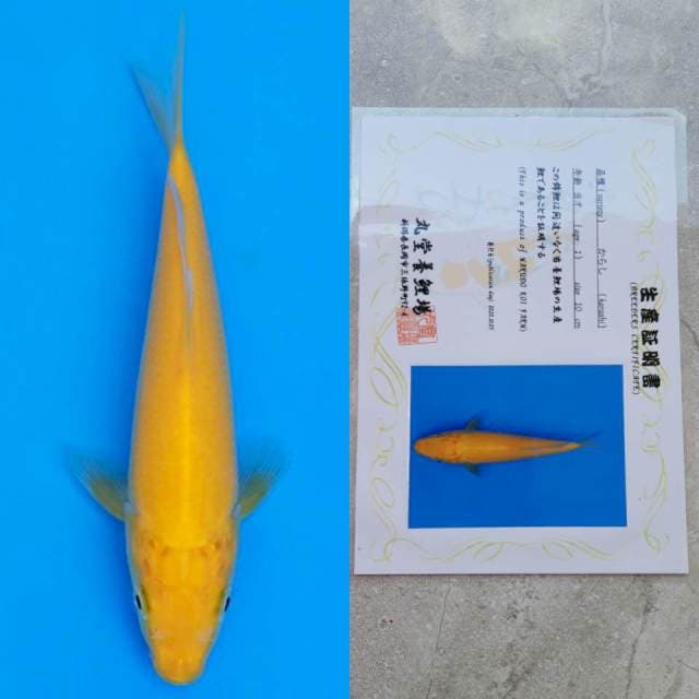 marudo karashi 16cm serty