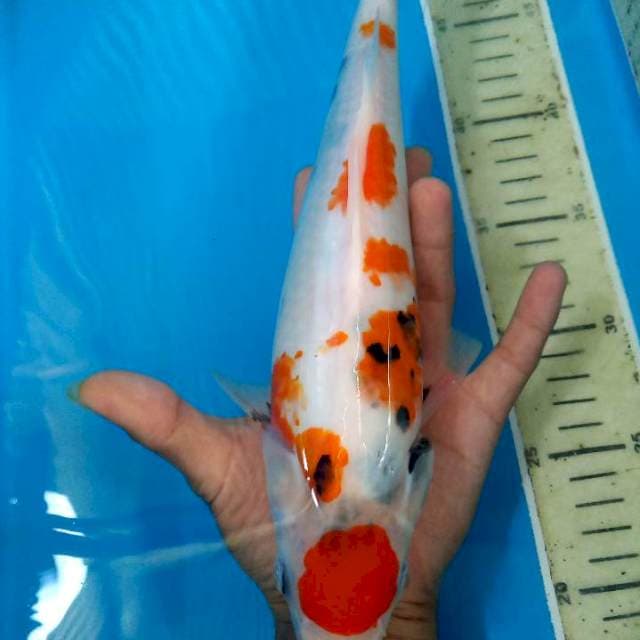 showa Maruten