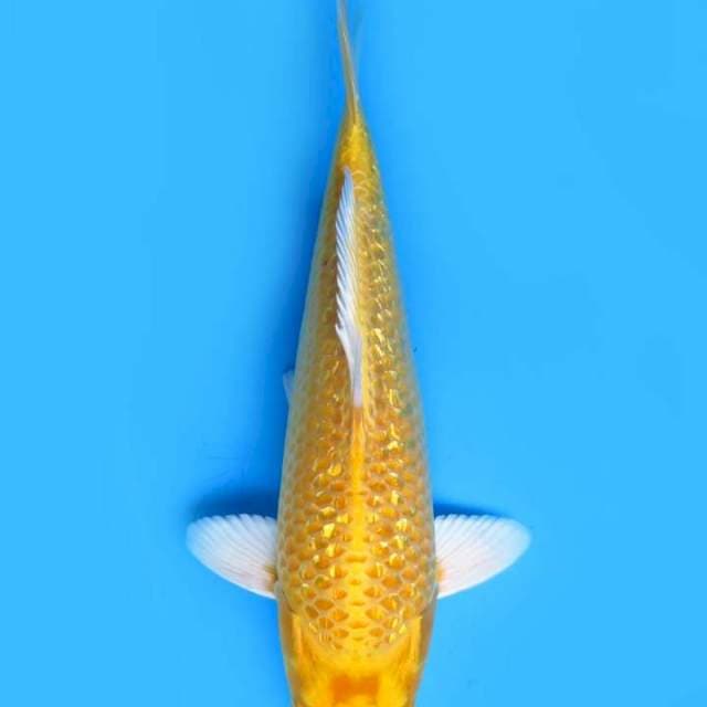 Yamabuki ginrin 28 cm fml