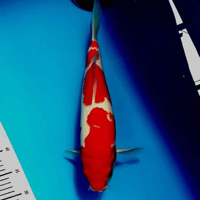 Kohaku 37cm