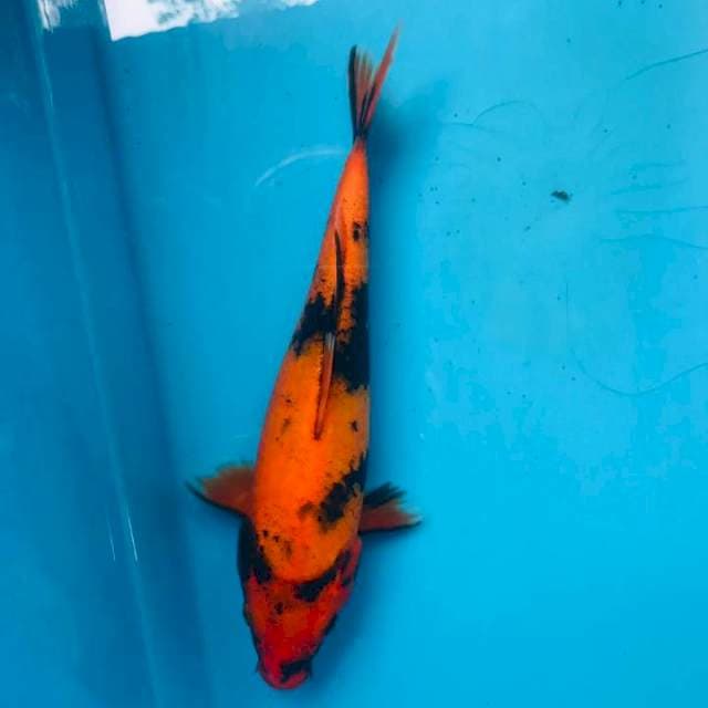 Hi utsuri ,20cm
