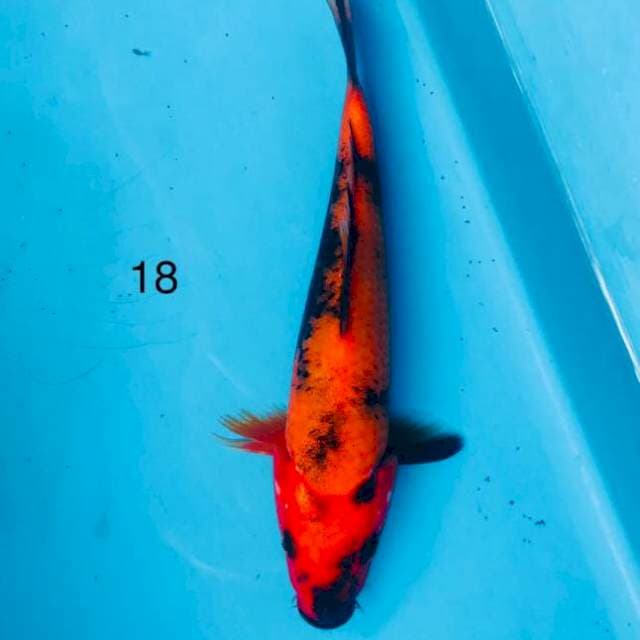 Hi utsuri,18cm