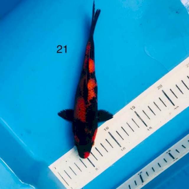 SQ hi utsuri,21cm