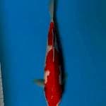 Kohaku
