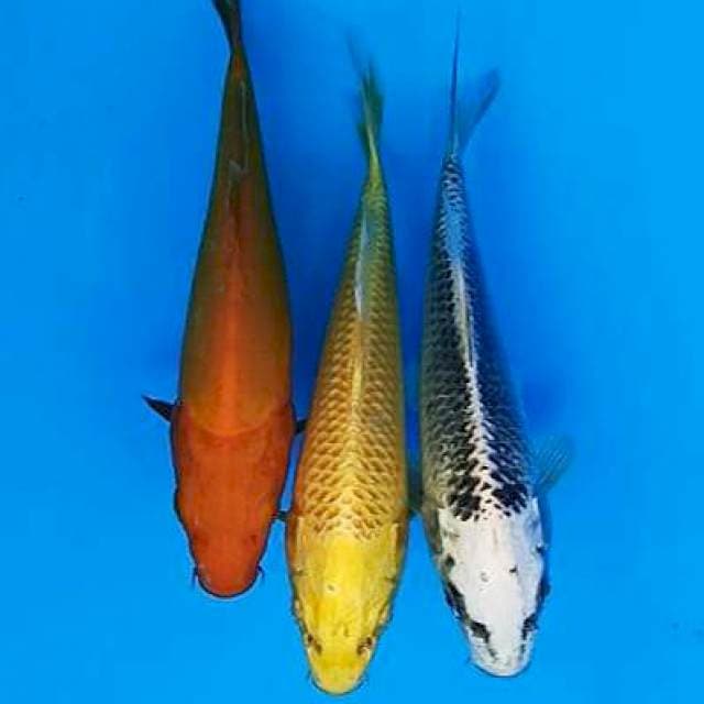 Mix cantik trio polos 17-18cm