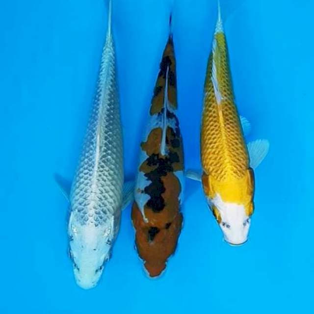 Tiga sekawan 17-19cm