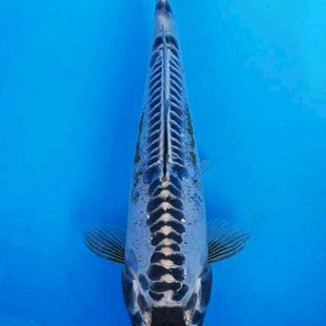 Kawarimono tengkorak 28cm