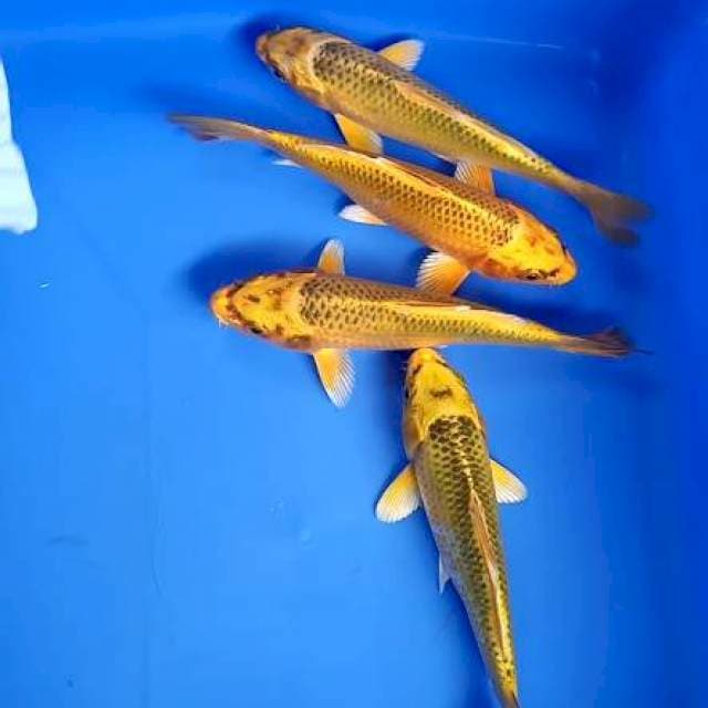 Matsuba 14 cm