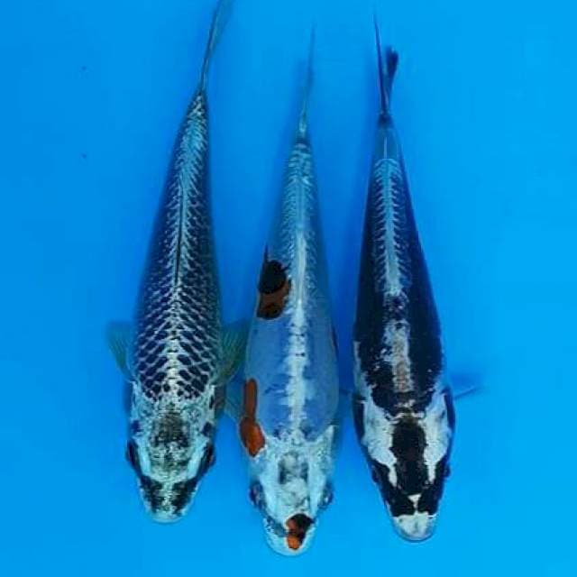 Trio antik gin matsuba,kikokuryo,gin kabuto doitsu 18-19cm
