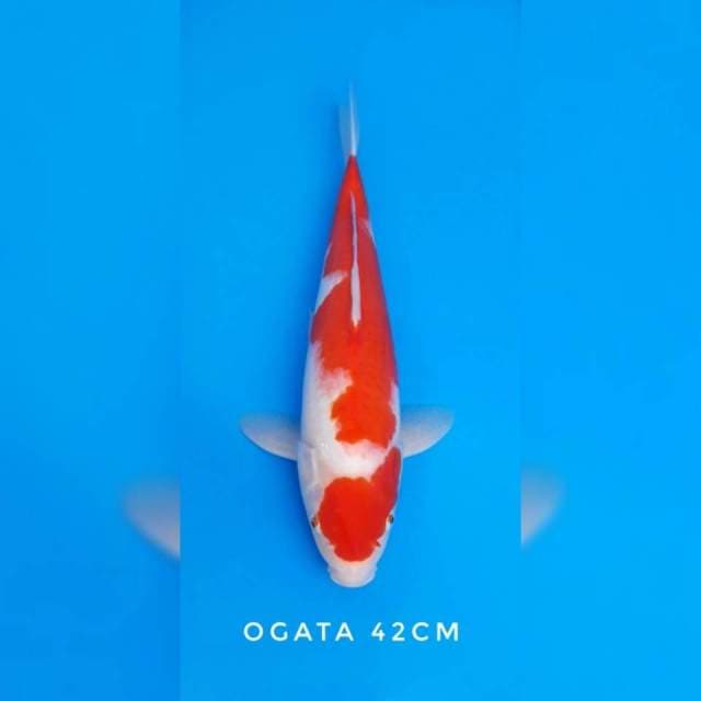 Kohaku ogata sertifikat