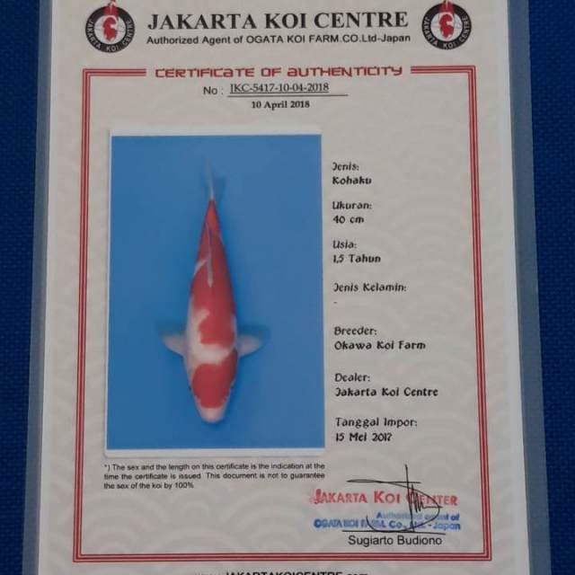 Kohaku ogata sertifikat