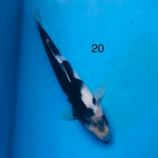 SQ shiro,20cm