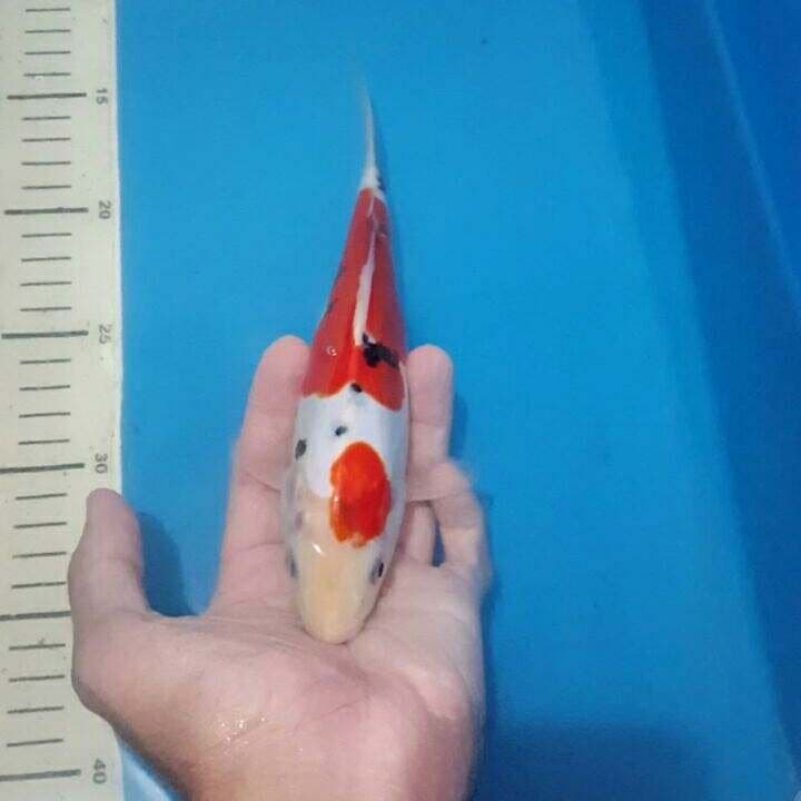 doitsu ori warna merah darah asli