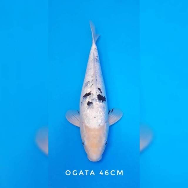 Shiro ginrin ogata sertifikat