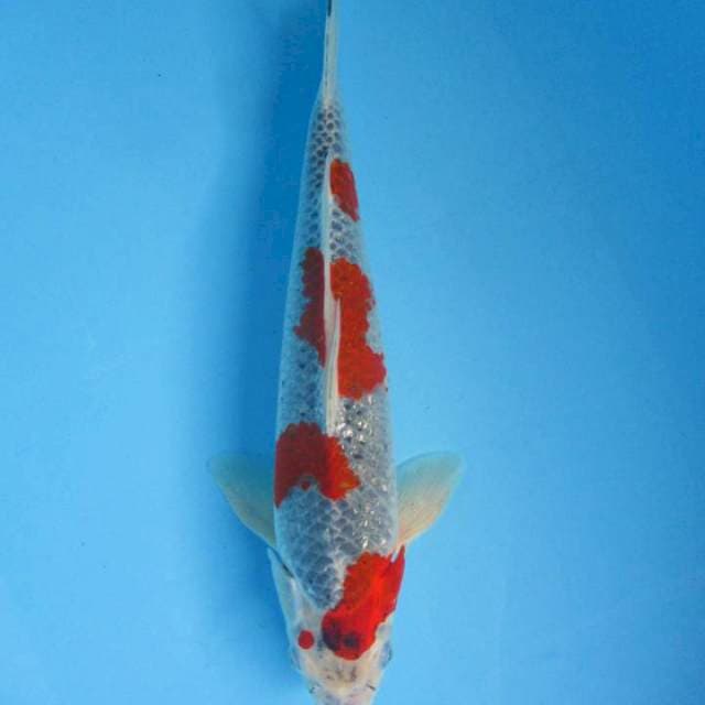 Ghosyki 1 male -38 cm