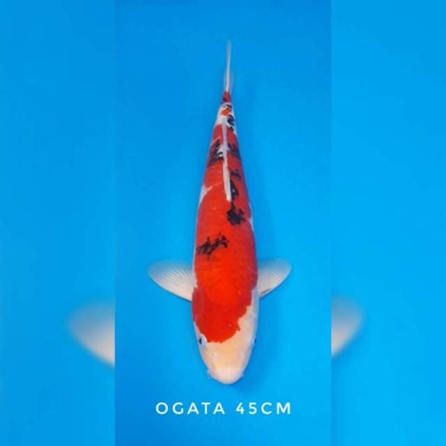 Sanke ogata sertifikat