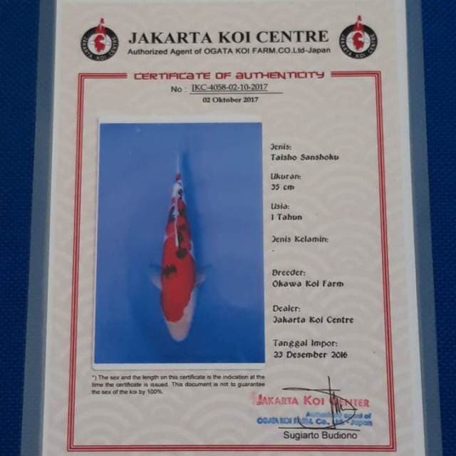 Sanke ogata sertifikat